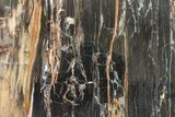 Triassic Petrified Wood (Schilderia) Rip-Cut - Utah #163648-1